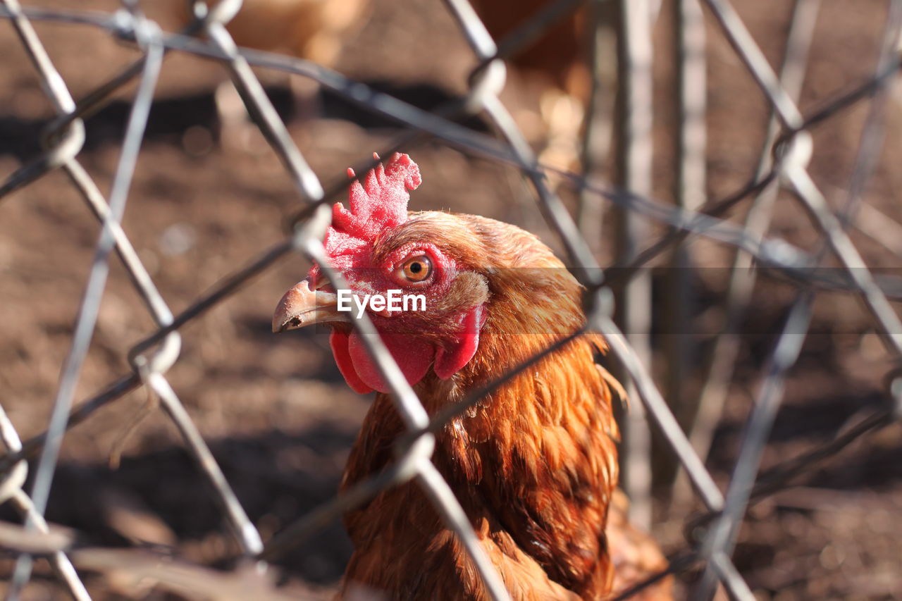 CLOSE-UP OF A ROOSTER