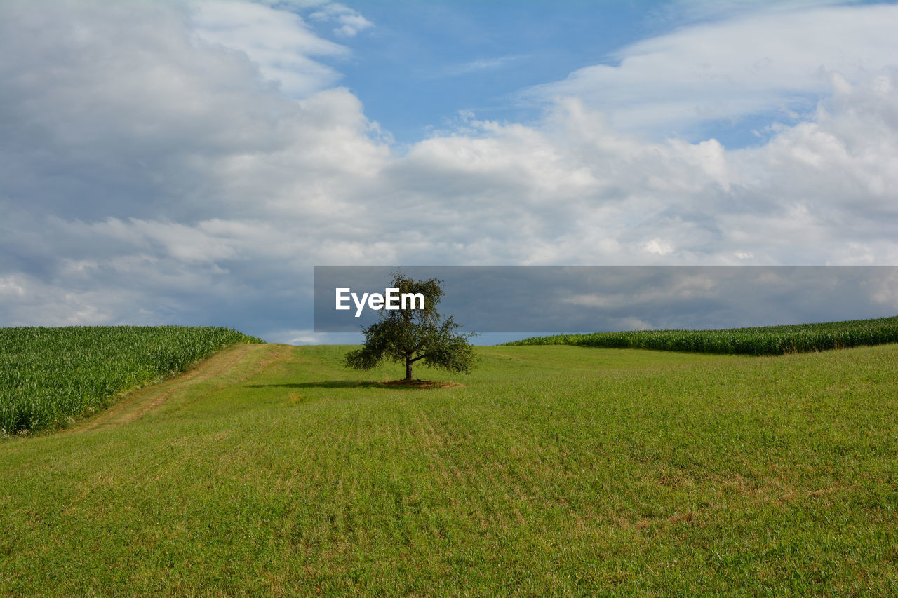 Big green meadow with a tree in the middle, between corn fields and blue sky with clouds