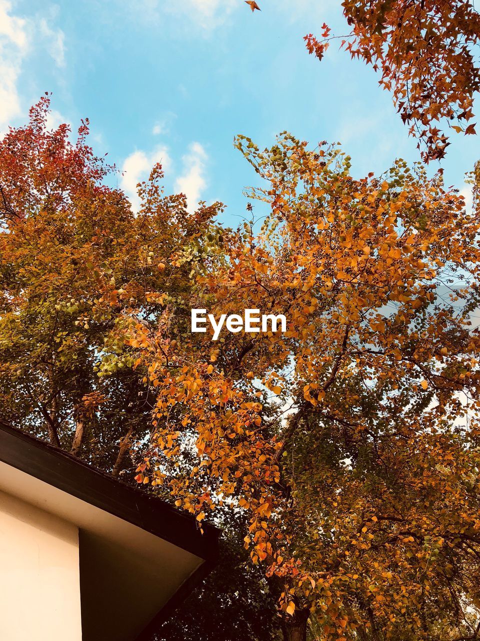 LOW ANGLE VIEW OF MAPLE TREE IN AUTUMN