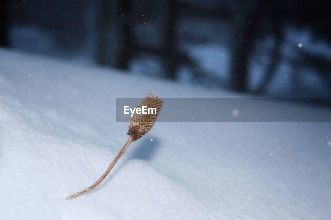 Close-up of snow on leaf during winter