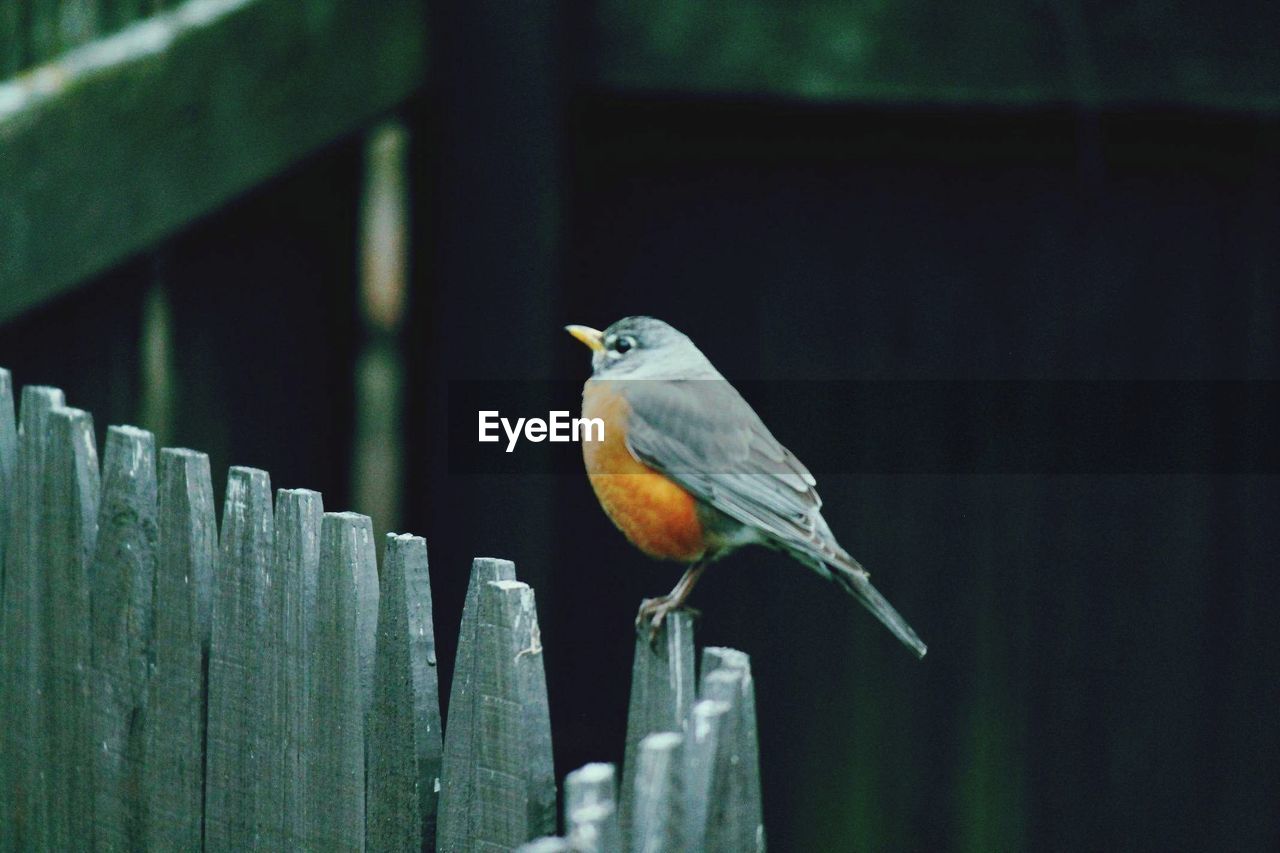 Close-up of bird perching on railing