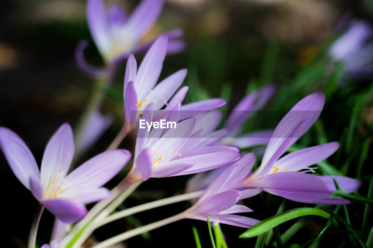Close-up of purple crocus flowers