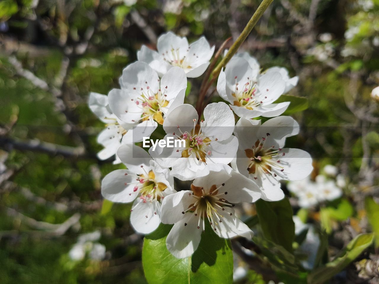 CLOSE-UP OF WHITE CHERRY BLOSSOMS