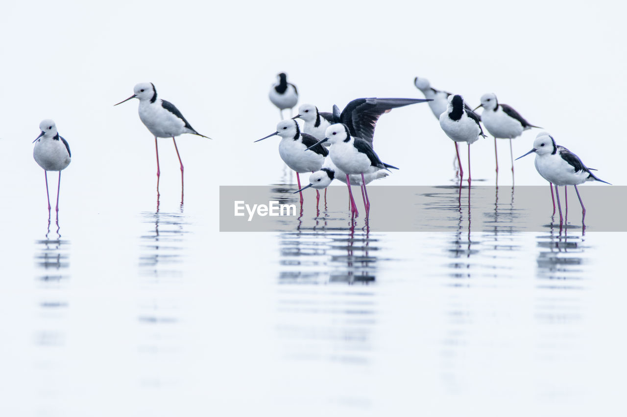 A group of white headed stilt in the water