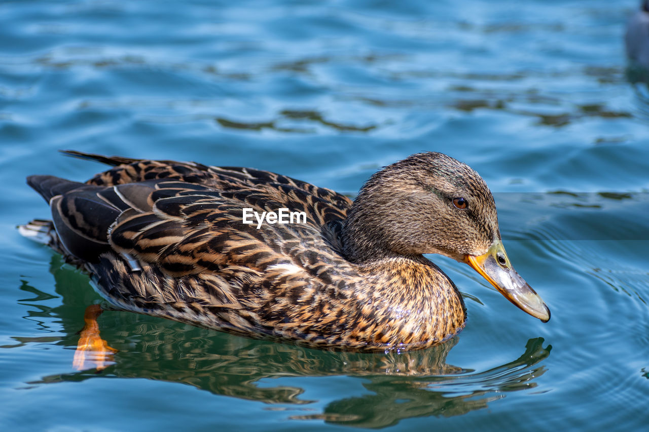 Beautiful female mallard duck swimming alone in the lake, close up