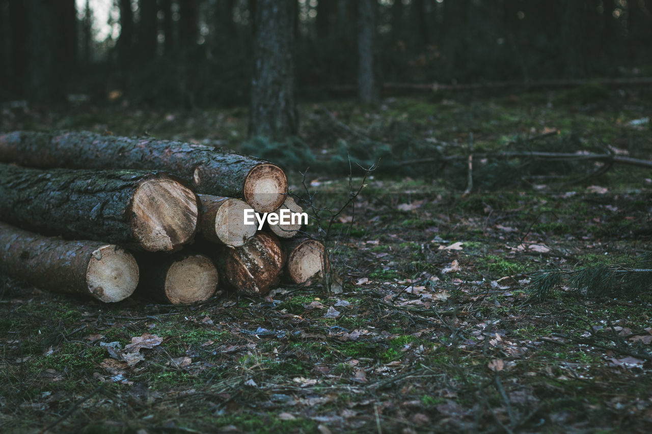 Close-up of mushrooms in forest