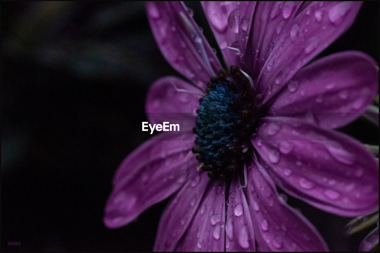CLOSE-UP OF WET PURPLE FLOWER ON PLANT