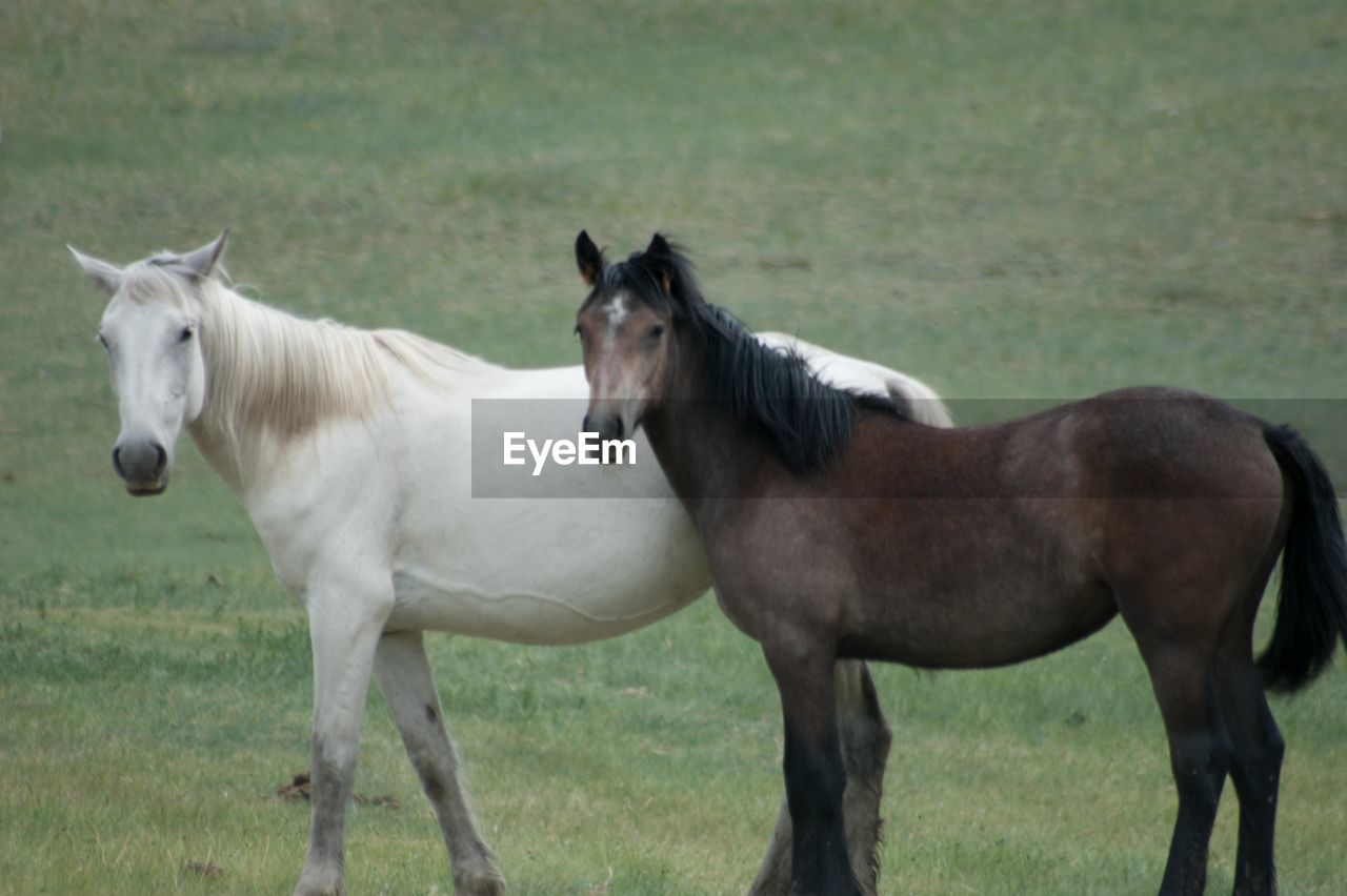 HORSES ON FIELD