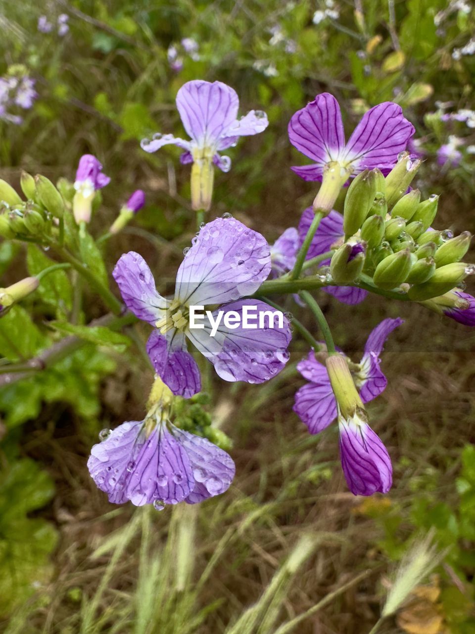 plant, flower, flowering plant, beauty in nature, freshness, purple, growth, fragility, close-up, nature, petal, flower head, inflorescence, no people, focus on foreground, day, botany, wildflower, outdoors, herb, blossom, springtime, plant part, land, selective focus, field, meadow