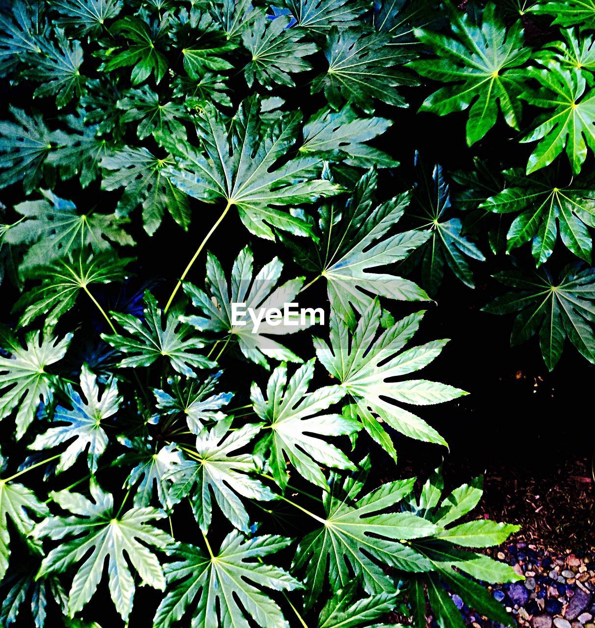 Close-up of plants growing on field