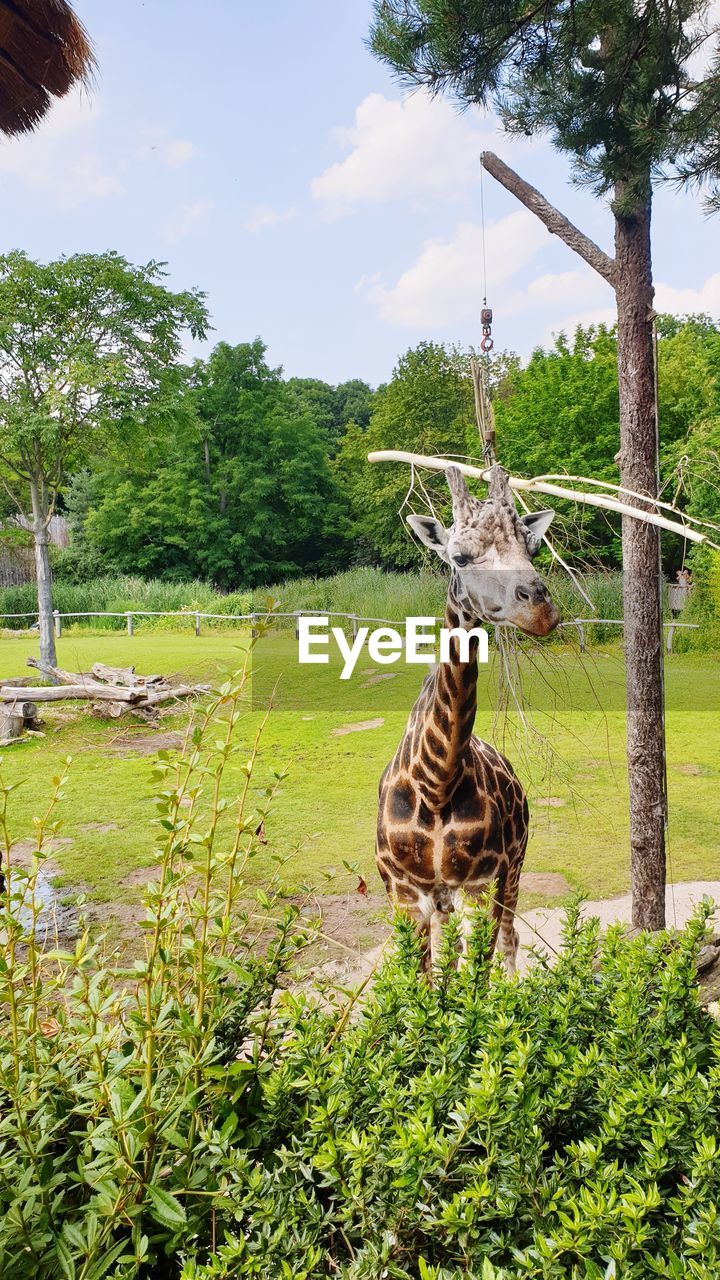 VIEW OF GIRAFFE