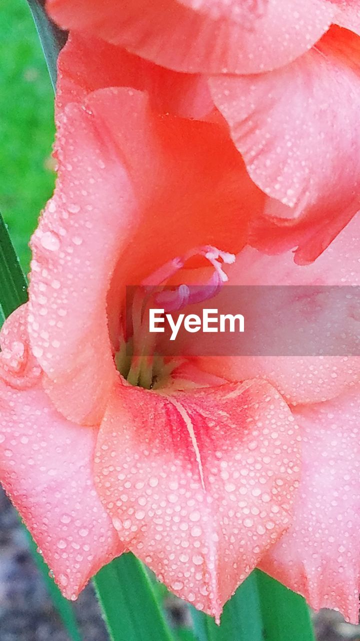 CLOSE-UP OF PINK ROSE BLOOMING