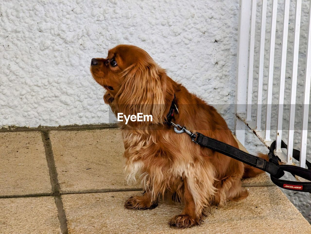 animal themes, one animal, animal, pet, mammal, domestic animals, dog, canine, day, wall - building feature, brown, no people, leash, sitting, architecture, pet leash, looking away, looking, spaniel, outdoors