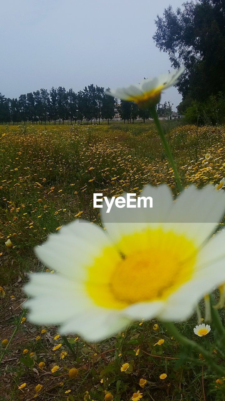 WHITE FLOWERS BLOOMING ON FIELD