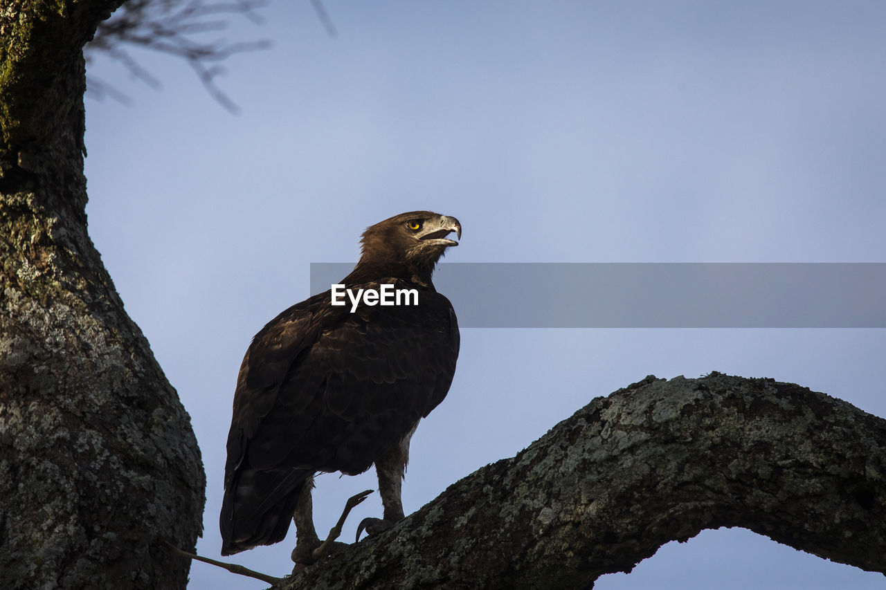 LOW ANGLE VIEW OF EAGLE PERCHING ON BRANCH