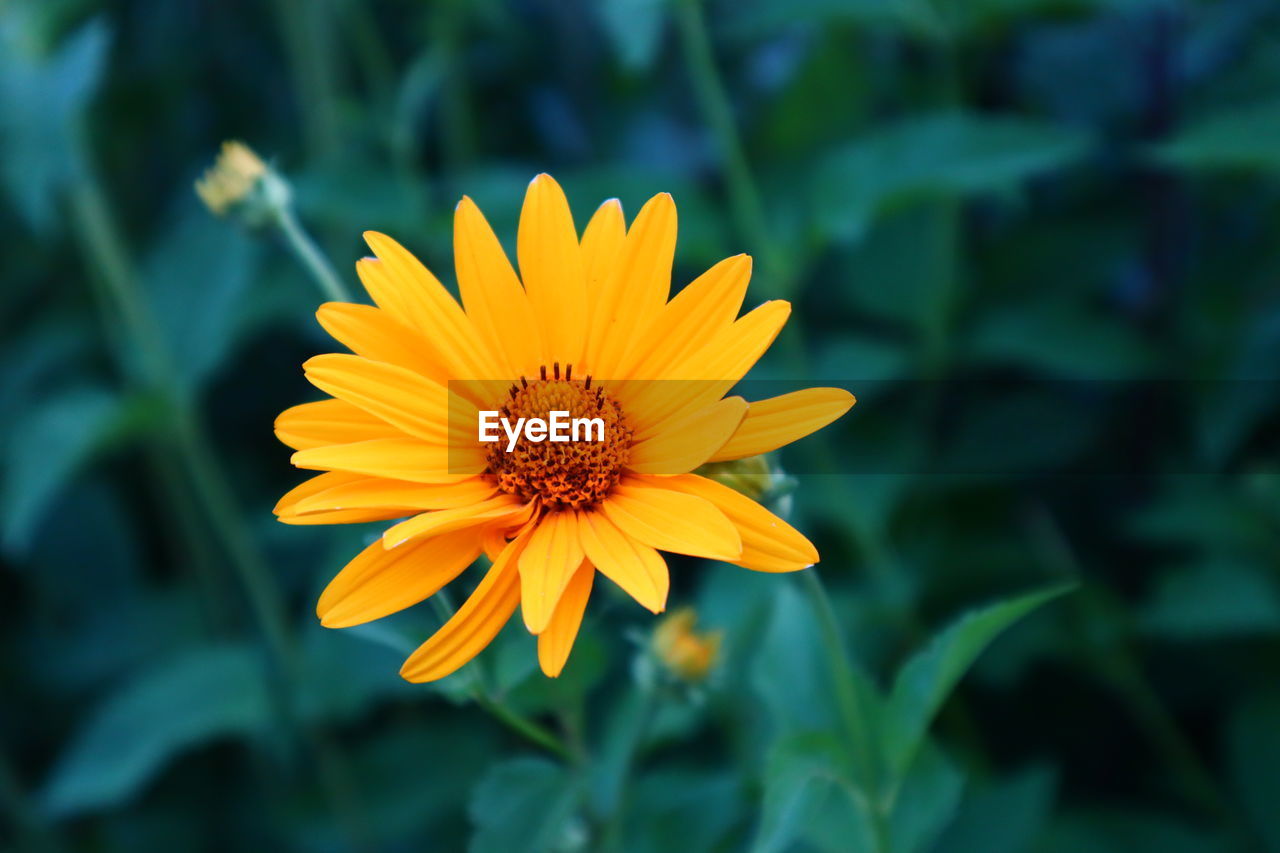 CLOSE-UP OF YELLOW FLOWER AGAINST PLANTS