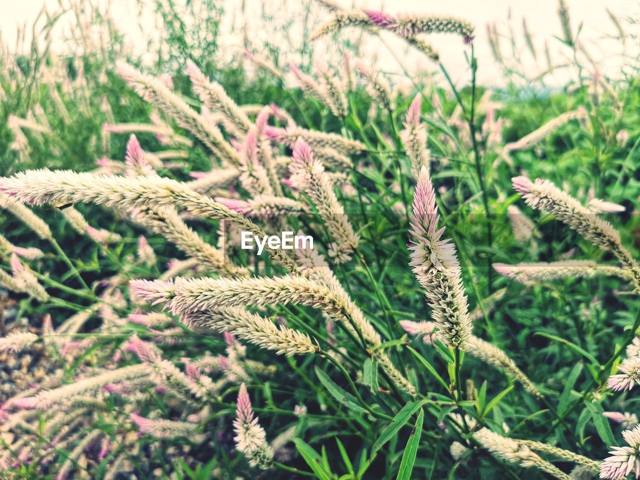 CLOSE-UP OF FRESH GREEN PLANTS IN FIELD