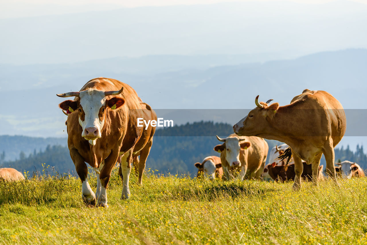 HERD OF SHEEP ON FIELD