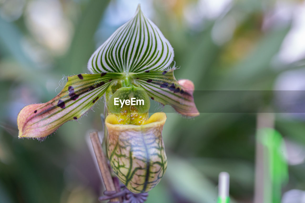 CLOSE-UP OF BUTTERFLY ON PLANT