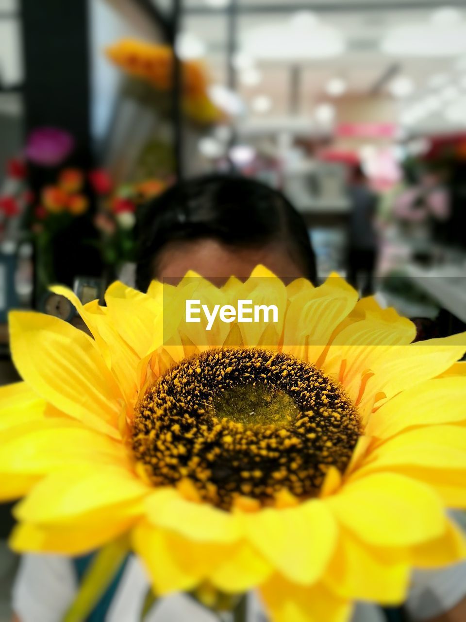 CLOSE-UP OF YELLOW SUNFLOWER BLOOMING OUTDOORS