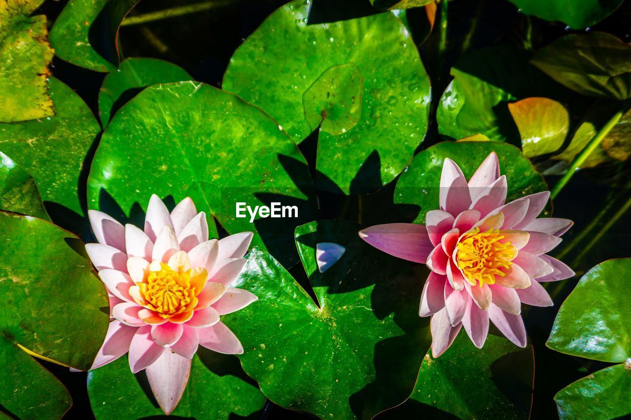 CLOSE-UP OF PINK LOTUS WATER LILY