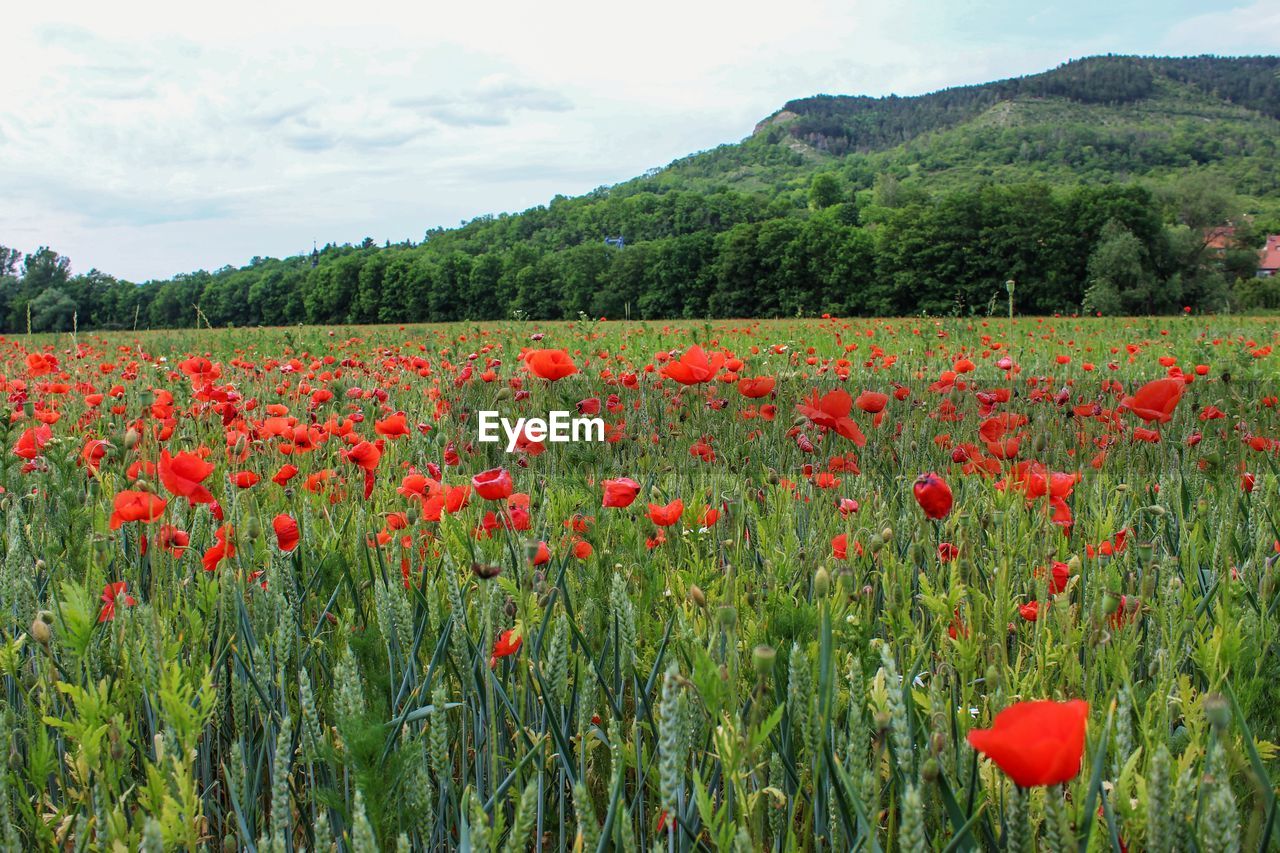 Red poppy flowers growing on field