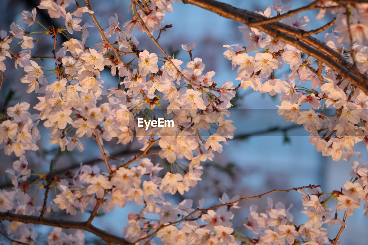 LOW ANGLE VIEW OF TREE