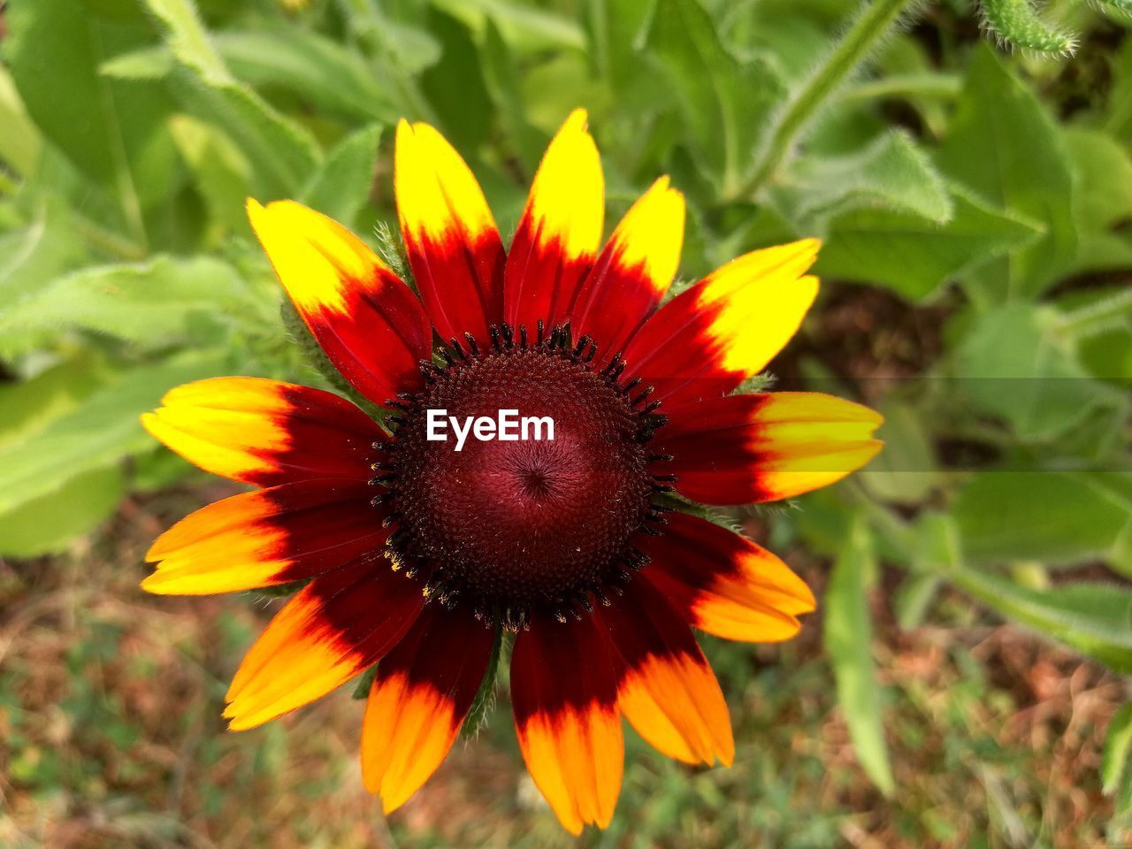 Close-up of yellow flower