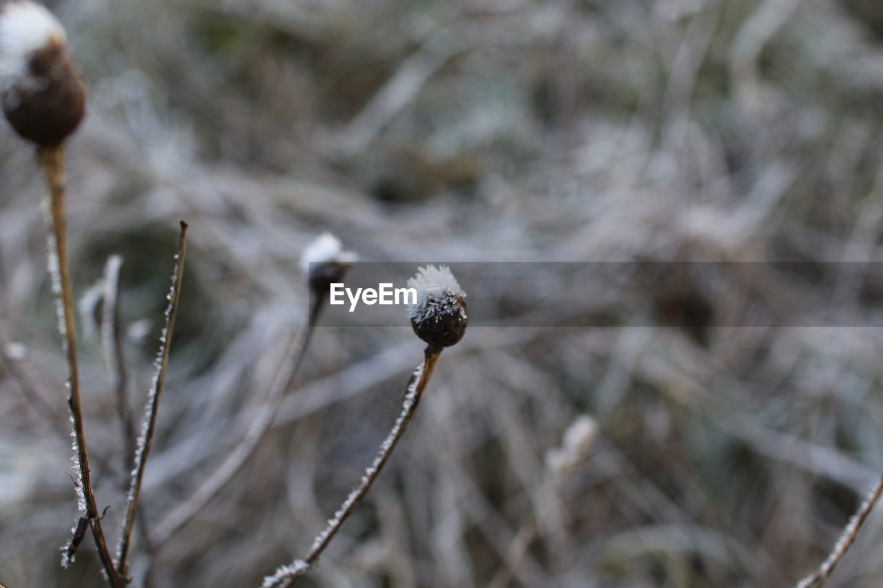nature, plant, winter, frost, focus on foreground, close-up, no people, macro photography, branch, leaf, beauty in nature, flower, day, land, grass, cold temperature, outdoors, wildlife, growth, dry, plant stem, fragility, snow, twig, environment, tranquility, selective focus, tree