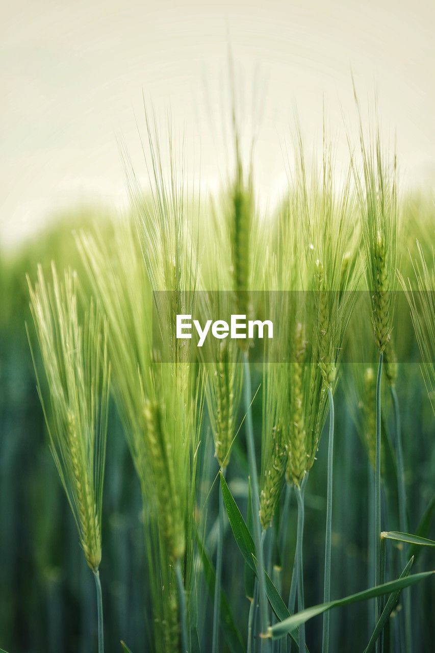 close-up of wheat growing in field