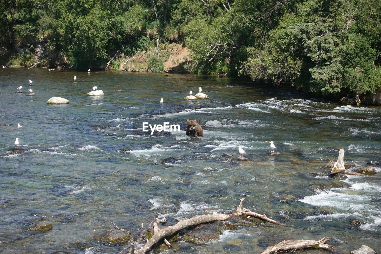 DUCKS IN A LAKE