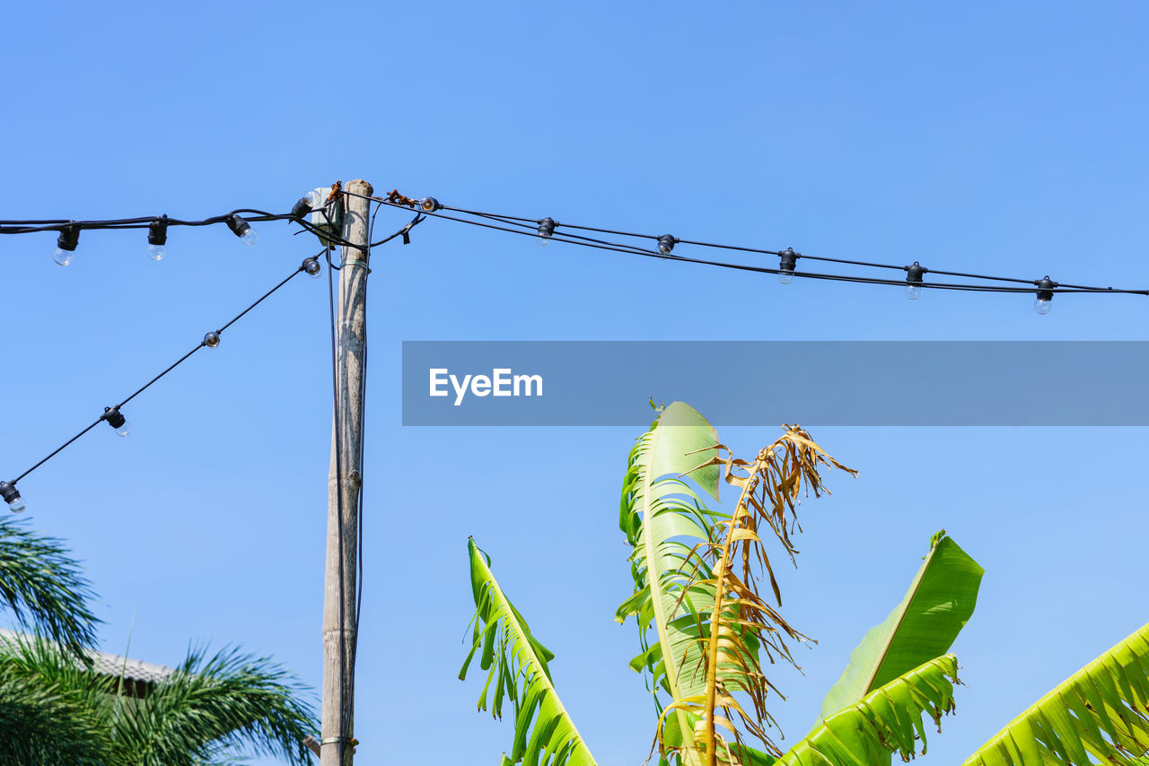LOW ANGLE VIEW OF PLANT AGAINST BLUE SKY