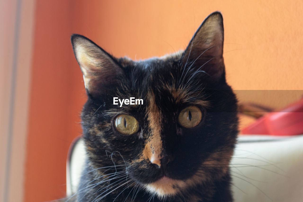 CLOSE-UP PORTRAIT OF A CAT