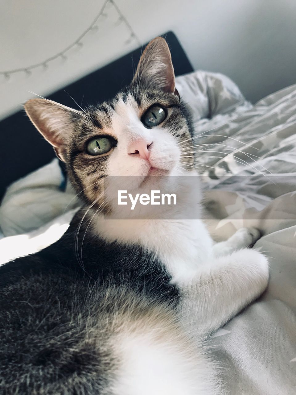 CLOSE-UP PORTRAIT OF A CAT LYING ON BED