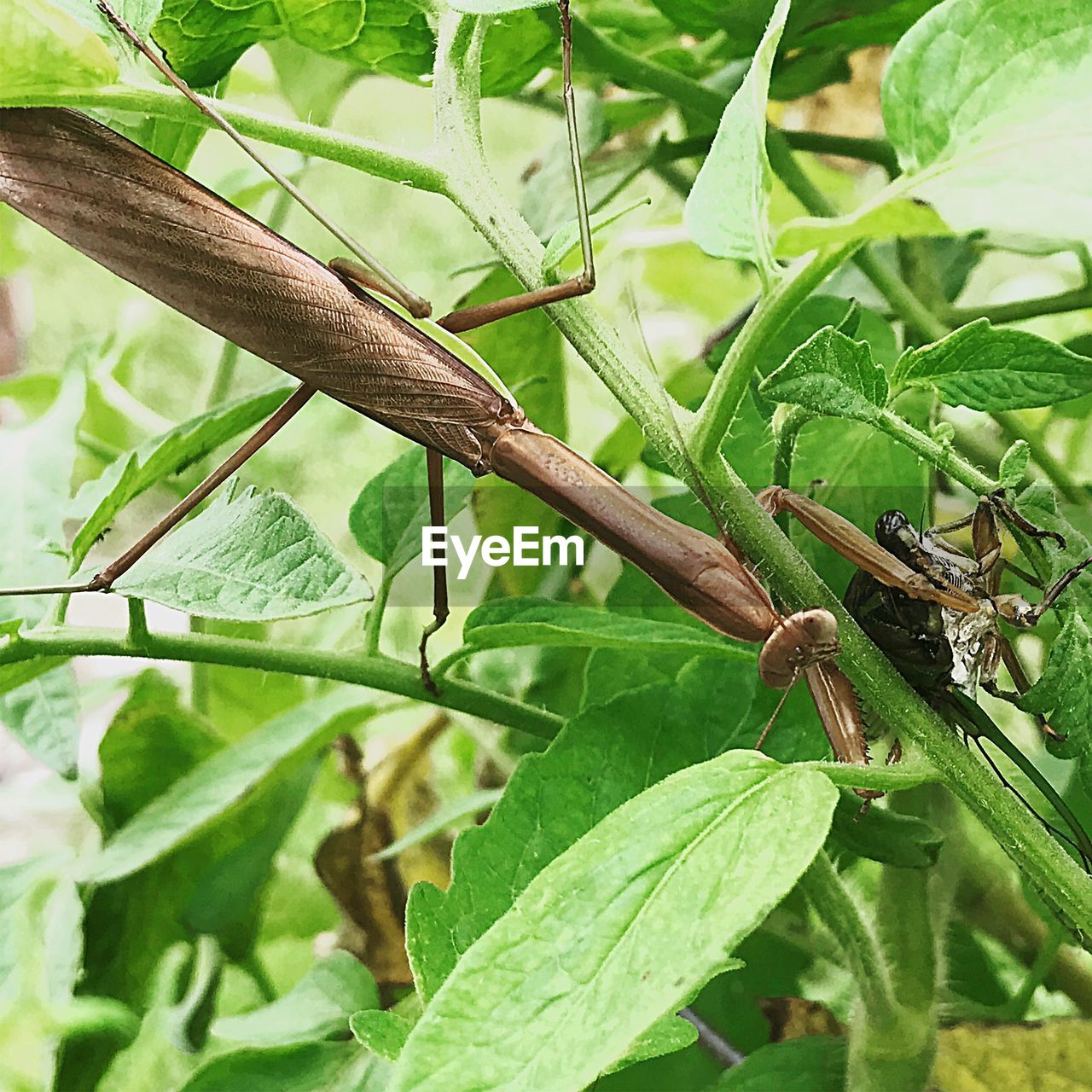 CLOSE-UP OF GRASSHOPPER ON PLANT