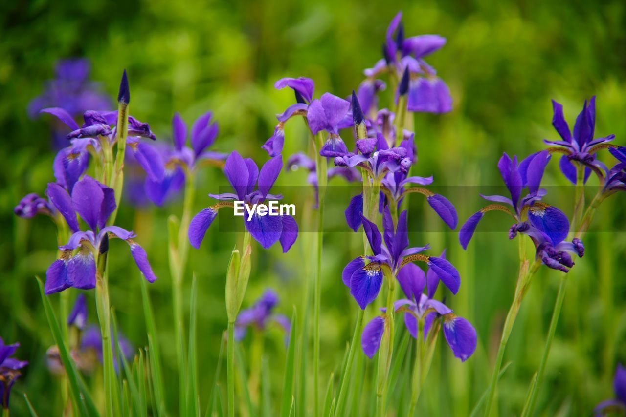 Close-up of purple iris flowering plants on field