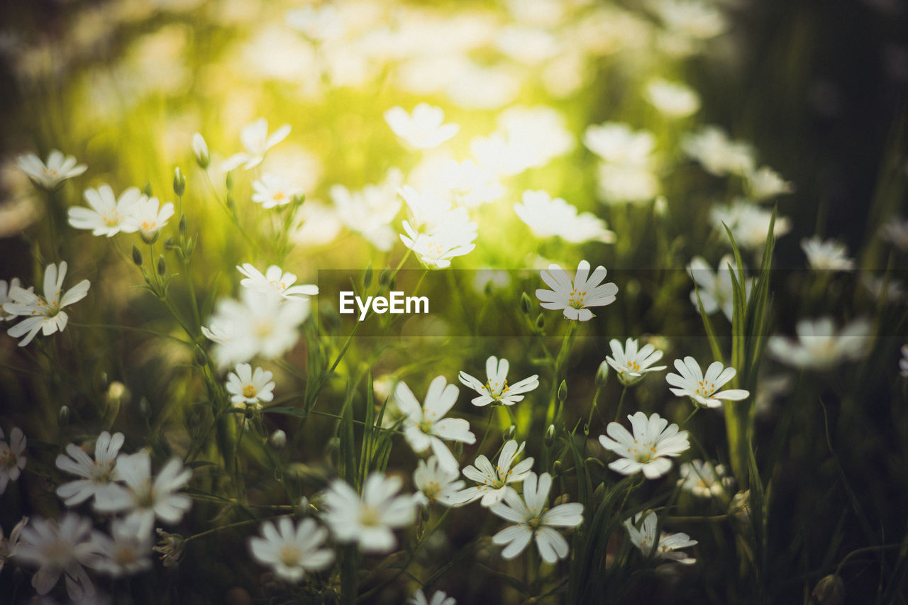 White meadow tiny flowers. sunshine, wildflowers blurred background, bokeh, selective focus