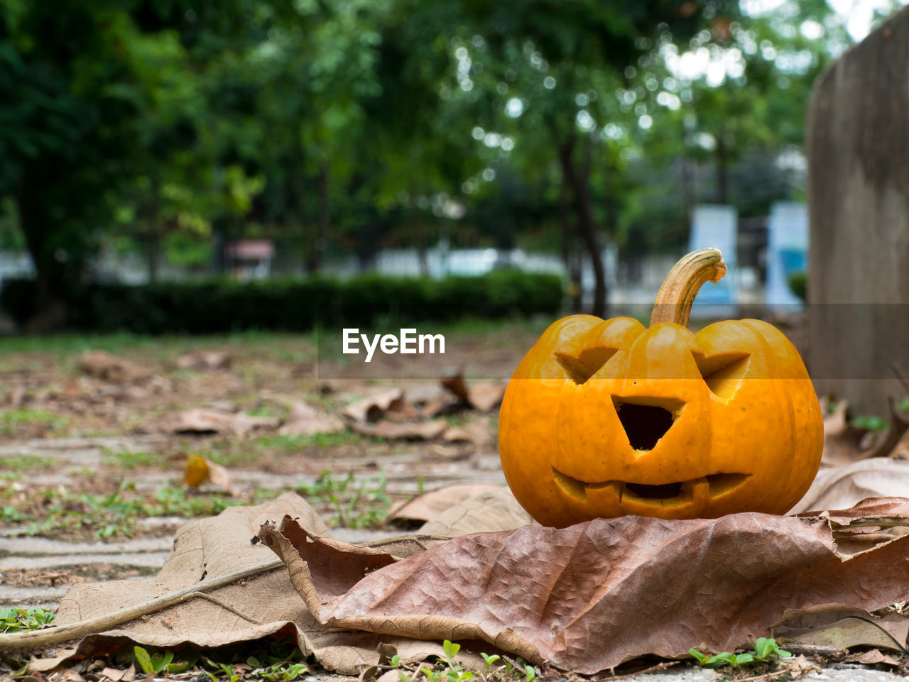 VIEW OF PUMPKIN ON AUTUMN LEAVES