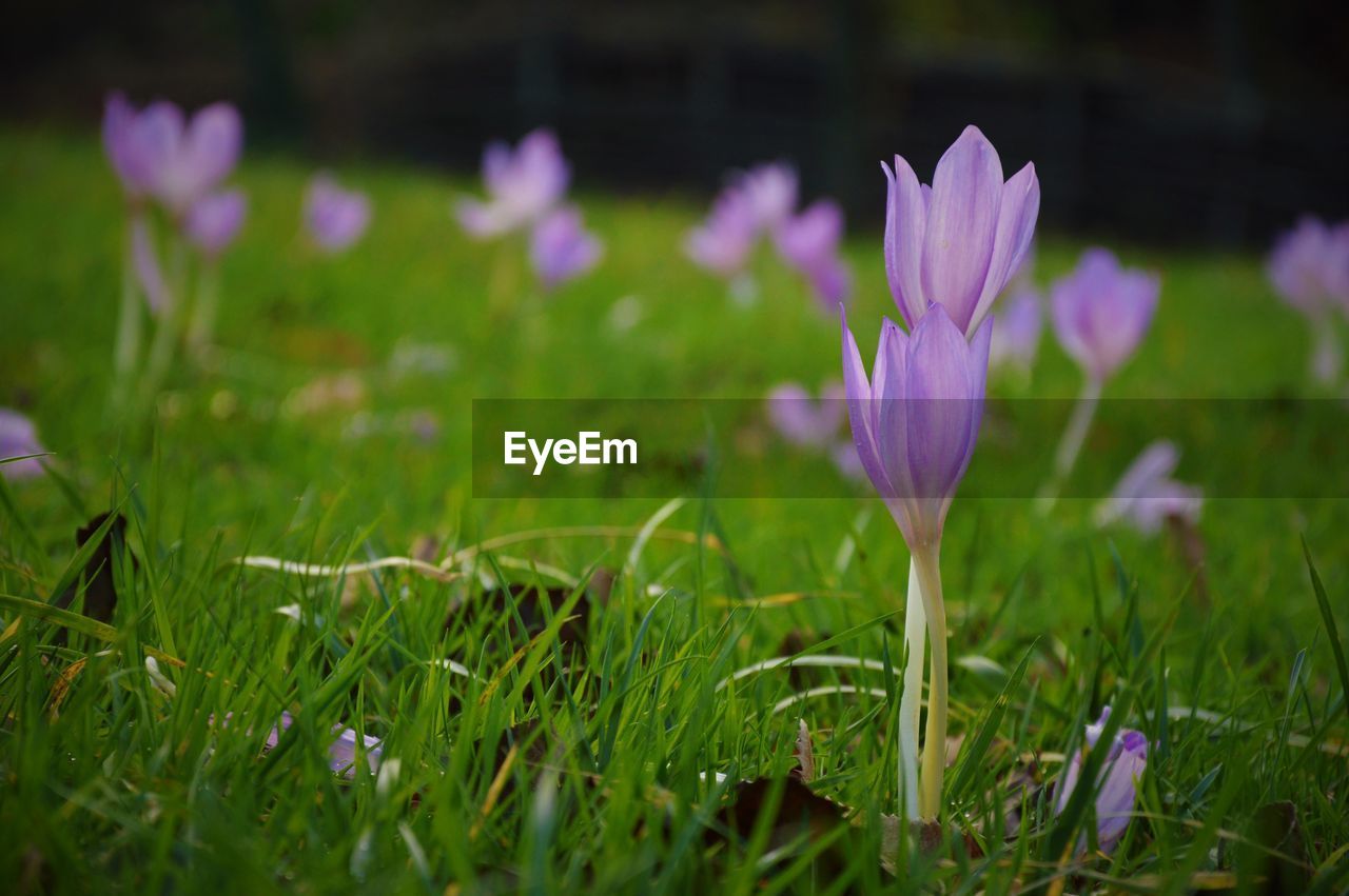 CLOSE-UP OF PURPLE FLOWERS BLOOMING ON FIELD