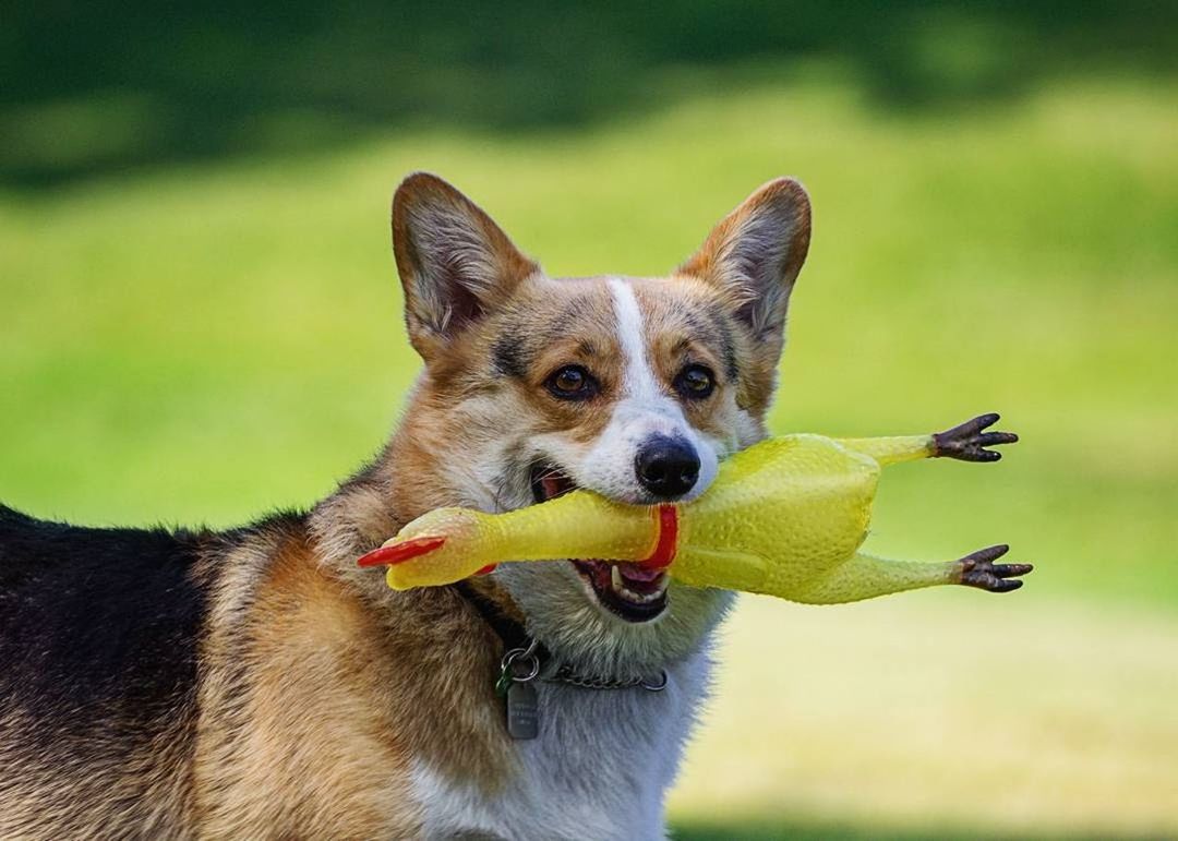 CLOSE-UP PORTRAIT OF A DOG IN MOUTH