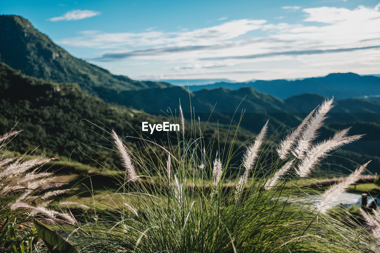 Close-up of plants growing on field against sky and mountains.