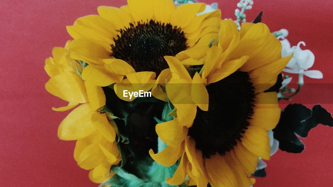 CLOSE-UP OF YELLOW FLOWERS BLOOMING