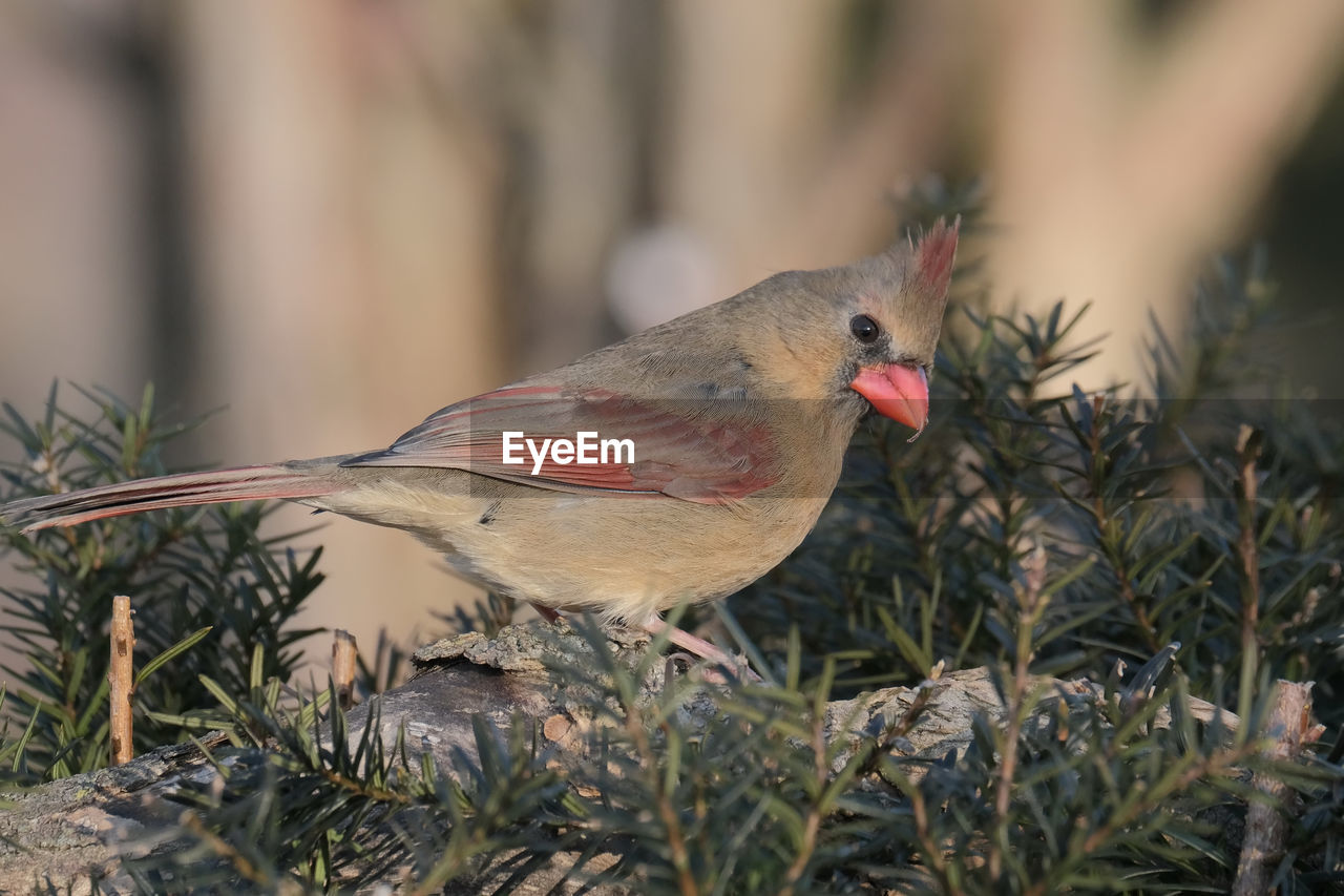 Female northern cardinal