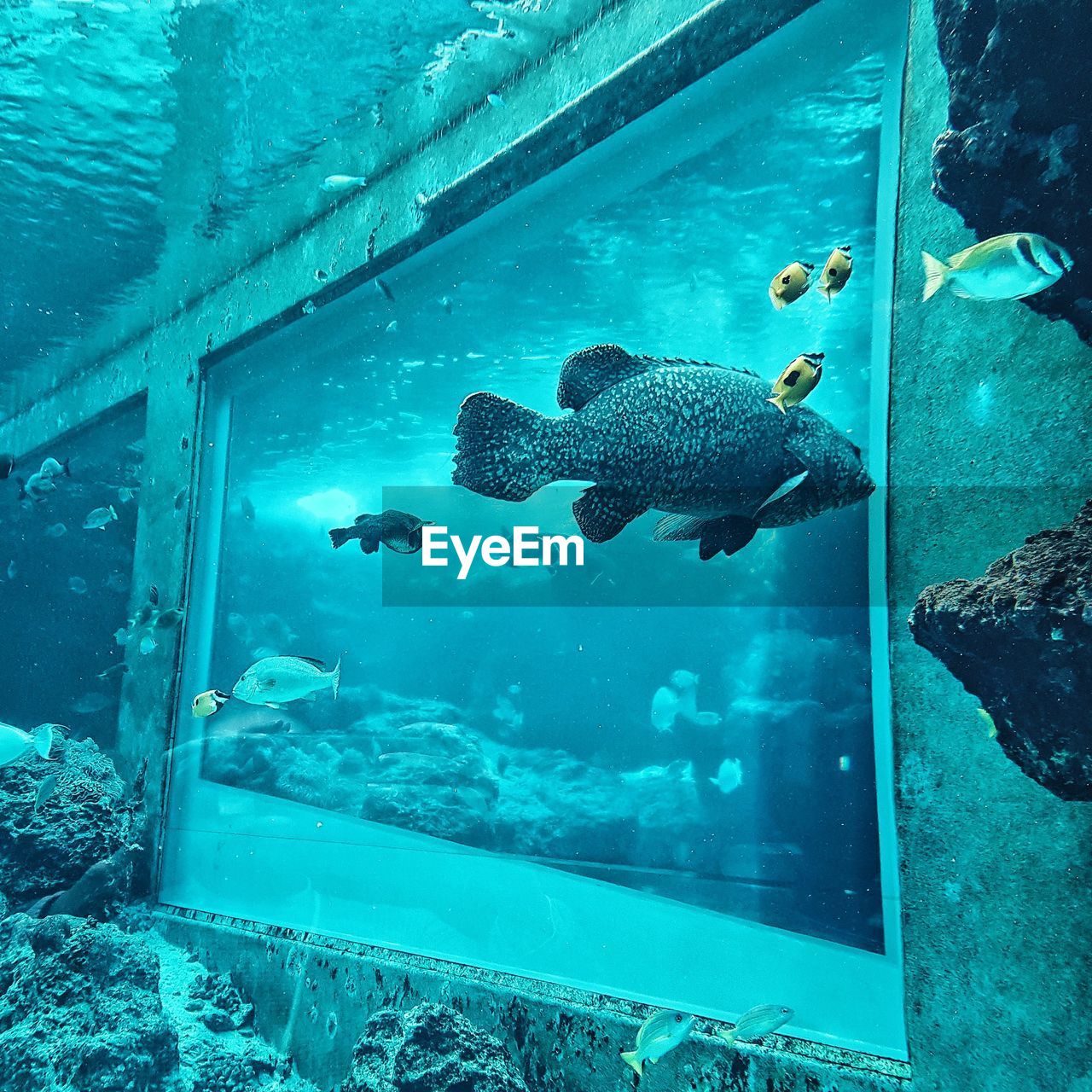 VIEW OF FISH IN AQUARIUM