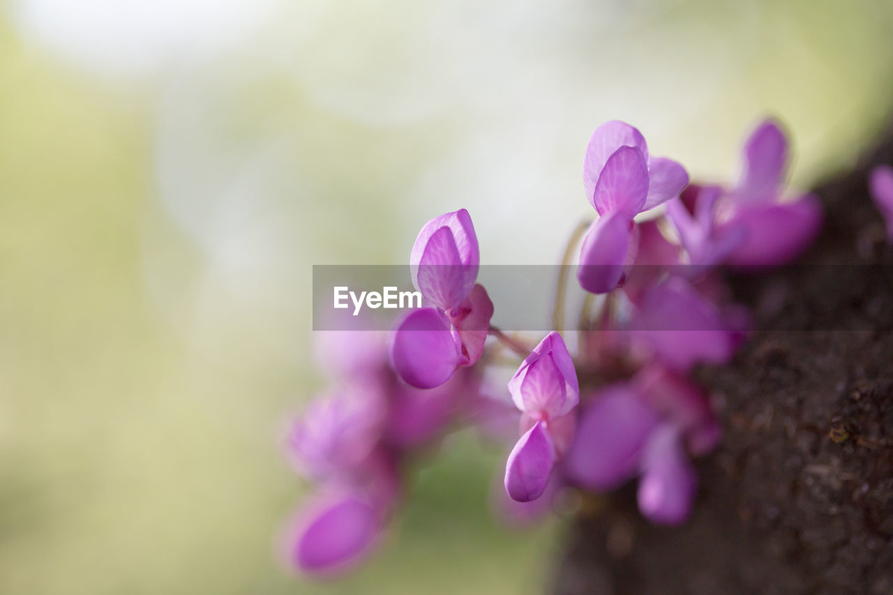 CLOSE-UP OF PINK FLOWERS