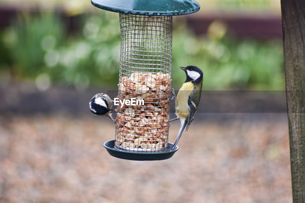 Close-up of bird perching on feeder