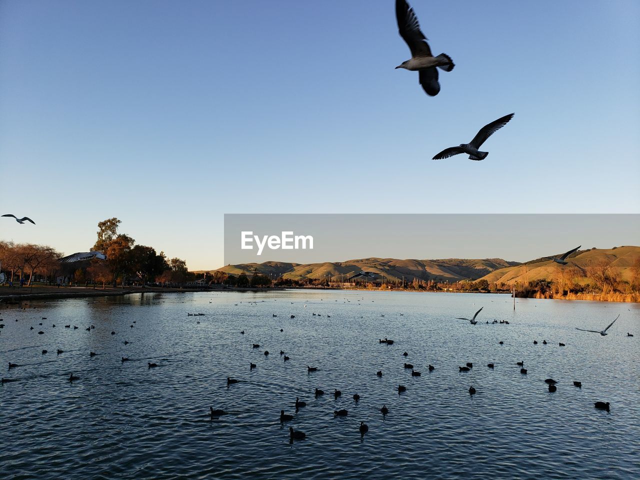 Seagulls flying over lake against clear sky