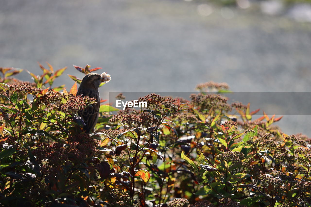 Bird perching on a tree