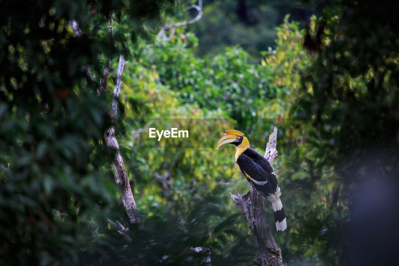 BIRD PERCHING ON BRANCH