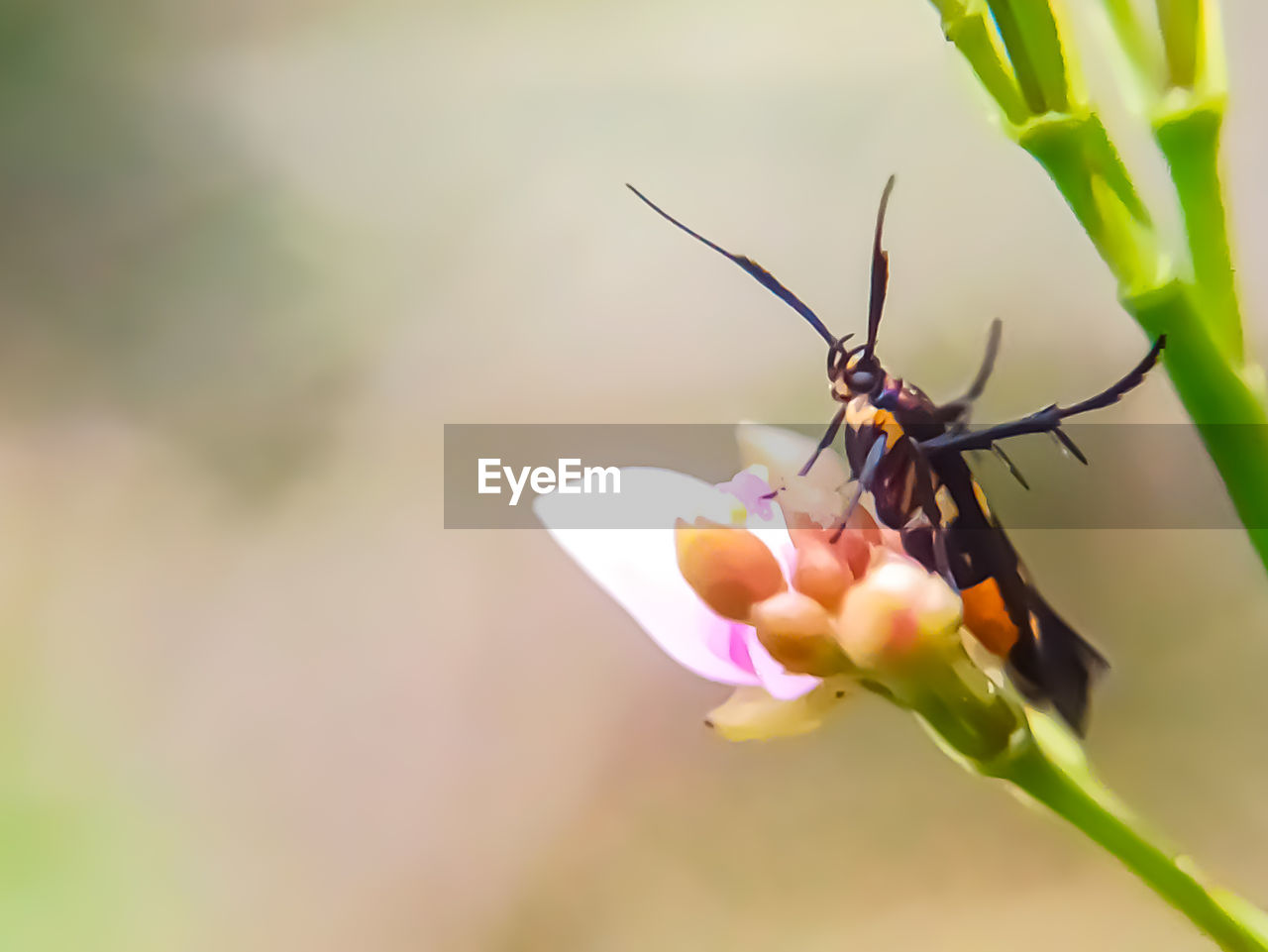 CLOSE-UP OF INSECT POLLINATING FLOWER